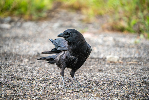 Crow on the Ground