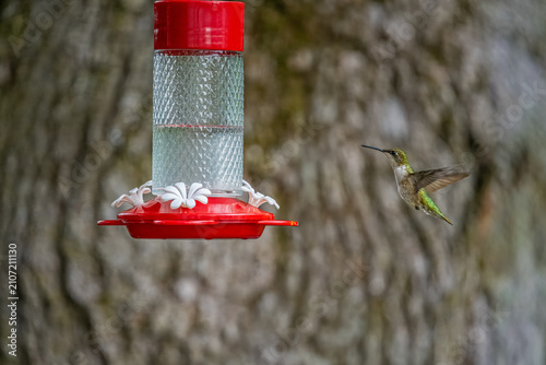 Hummingbird on a Feeder