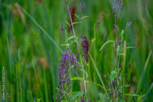 Swamp Sparrow perched on Purple Loosestrife