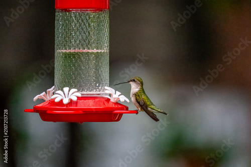 Hummingbird on a Feeder