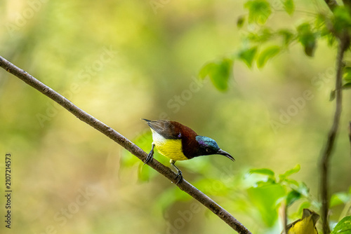Foto male purple-rumped sunbird (Leptocoma zeylonica) balances elegantly on a slender tree branch