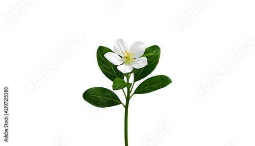 This image features a single white jasmine flower with five petals and a yellow center, set against a stark white background