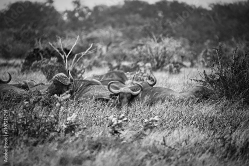 Canvas Print Dramatic monochrome image of wild Cape buffaloes in the savanna