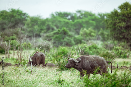 Photography Cape buffalo walking through the green savanna in South Africa