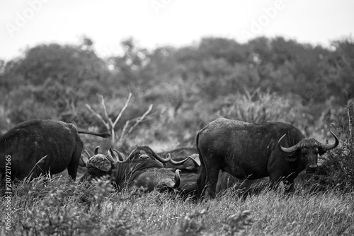 Photography Monochrome portrait of wild African buffaloes in their natural environment