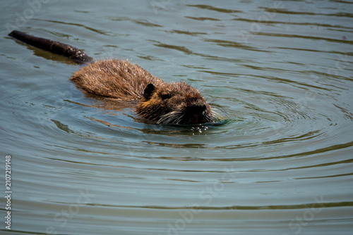 Bild auf Leinwand Nutria Coypu Swimming Calmly Across Murky Wetland Water With Ripples and Brown F