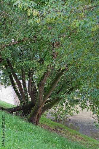  Trees on an inclined slope to the water in the park.                              