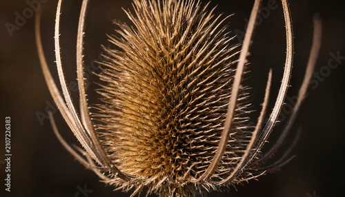 Macro close-up of a dried brown teasel seed head with sharp prickly spines and long curved bracts against a dark blurred background area