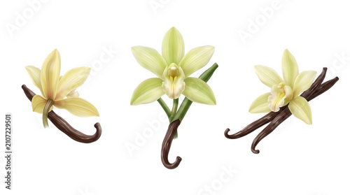 Vanilla orchid flower illustration isolated on white background for commercial design