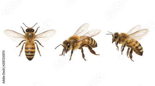 Realistic honey bee illustration isolated on white background for commercial design