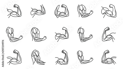 Foto Anatomy Of Human Arm Muscles Set - Flexing Biceps And Triceps Poses