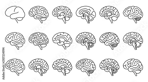 Quadro su tela Human Brain Anatomy Progression: Sagittal View Illustrations