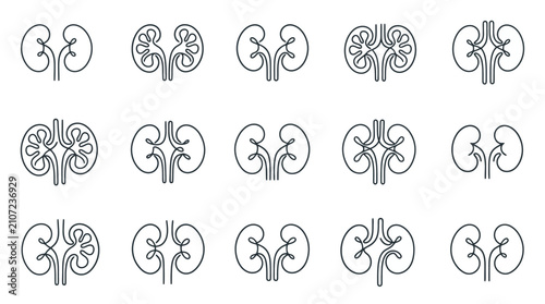 Cuadro en lienzo Kidney Anatomy Vector Icons Set: Medical Health & Science Illustrations