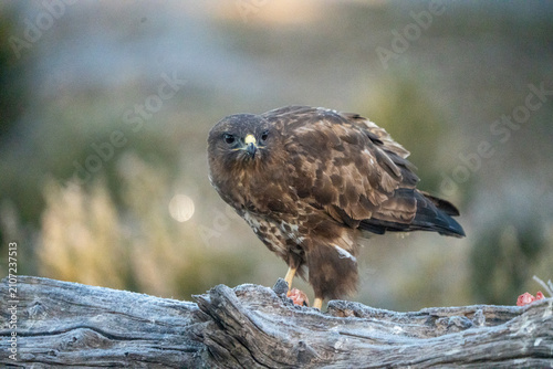 Canvastavla Common buzzard (Buteo buteo) photographed in Spain