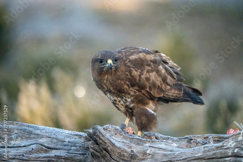 Konstfotografi Common buzzard (Buteo buteo) photographed in Spain