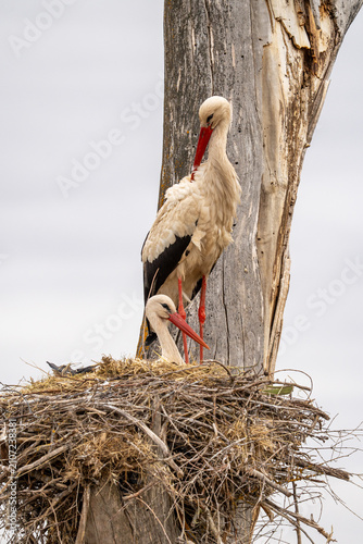 Fotografie White stork (Ciconia ciconia) photographed in Spain