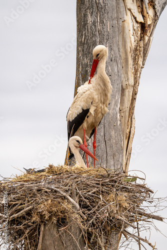 Quadro su tela White stork (Ciconia ciconia) photographed in Spain