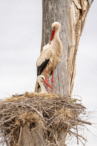 Fotografía White stork (Ciconia ciconia) photographed in Spain