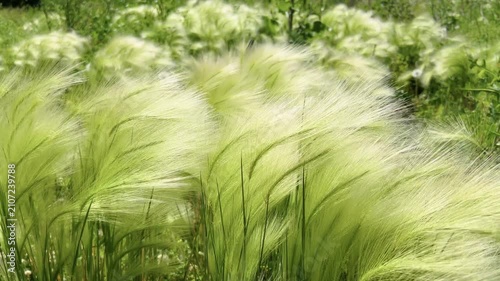 Feather grass Stipa pennata swaying in summer wind in a mixed wildflower meadow