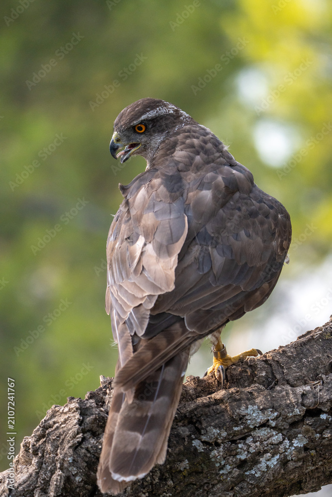 Fototapeta premium Common goshawk (Accipiter gentilis) photographed in Spain