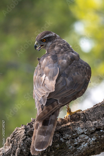 Obraz na płótnie Common goshawk (Accipiter gentilis) photographed in Spain