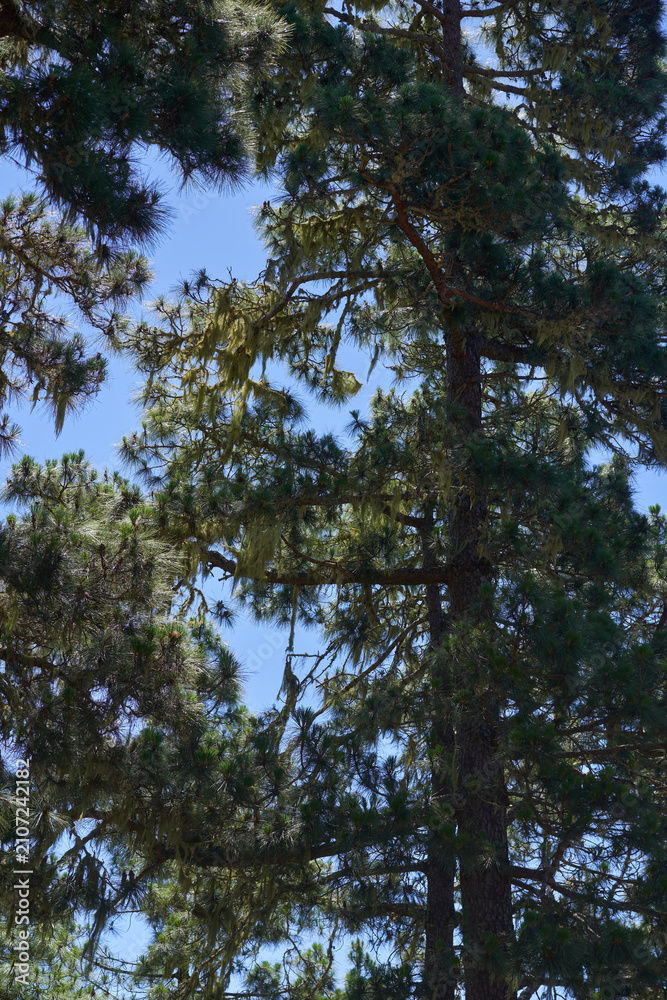 Fototapeta premium Usnea lichen on pine branches Tenerife