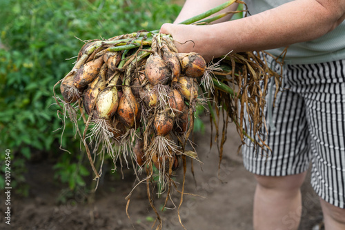 Принти на полотні Woman holding freshly harvested onions in her hands after gathering crop