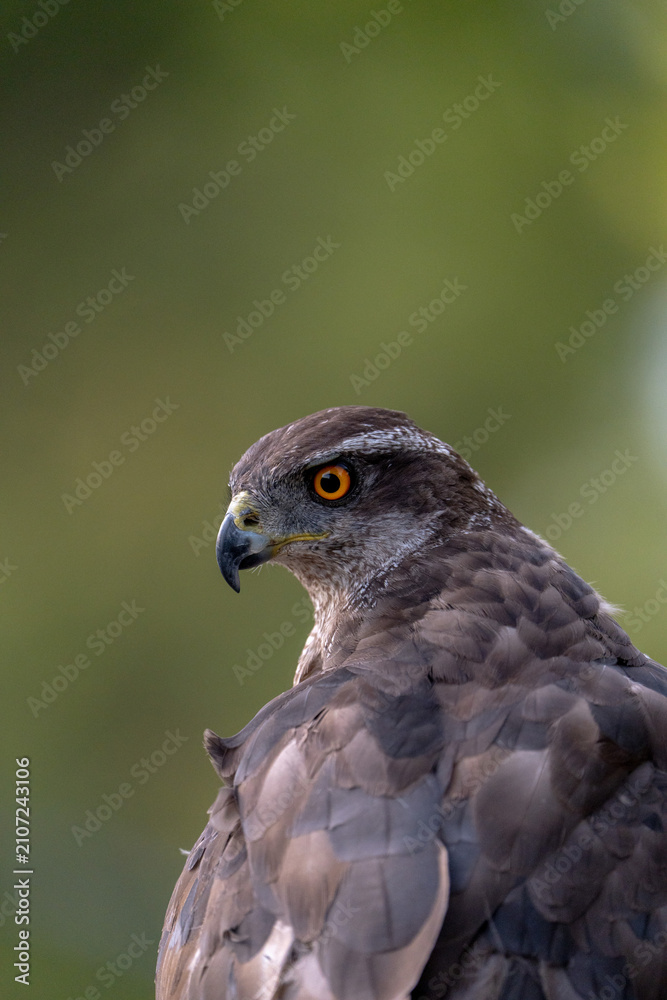 Fototapeta premium Common goshawk (Accipiter gentilis) photographed in Spain