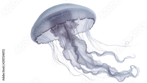 Isolated graceful blue and purple jellyfish with flowing translucent bell and long tentacles