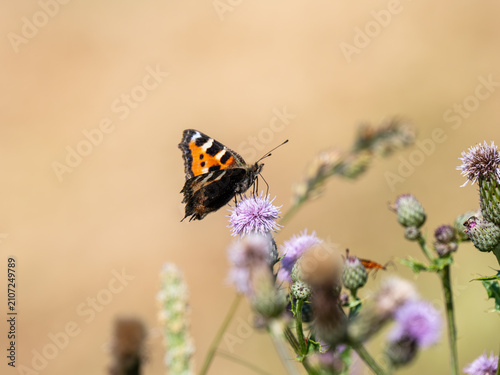 Small Tortoiseshell Butterfly on a Thistle