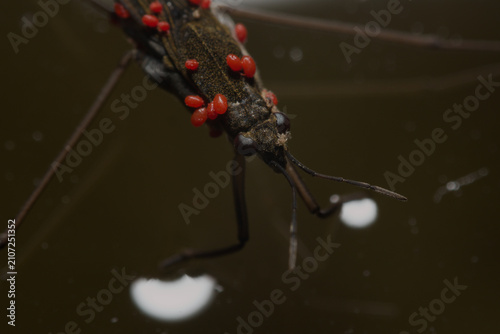 фотографія Aquatic surface bug carrying red mites on dark water