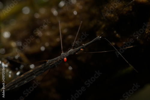 Foto Slender aquatic bug carrying a red mite above shallow water