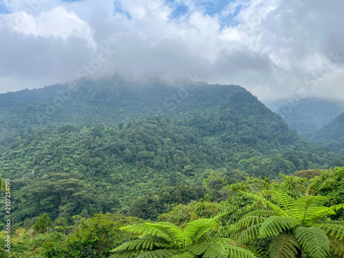Fotografie Natural forest landscape on the slopes of Mount Gede near Puncak Bogor, featuring dense tropical vegetation, misty mountain ridges, and a serene untouched environment