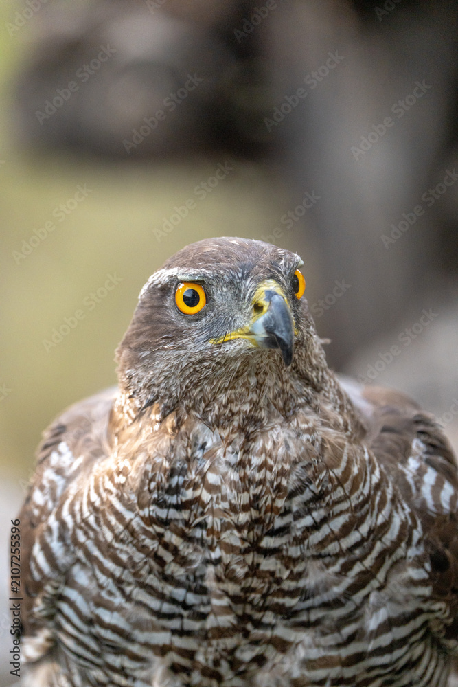 Fototapeta premium Common goshawk (Accipiter gentilis) photographed in Spain