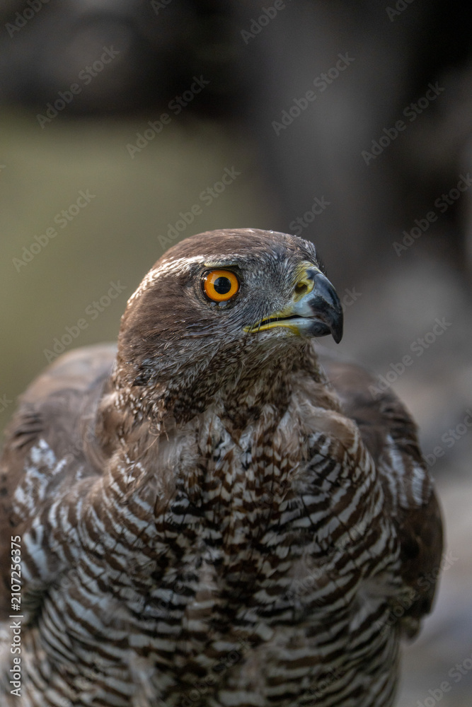 Fototapeta premium Common goshawk (Accipiter gentilis) photographed in Spain