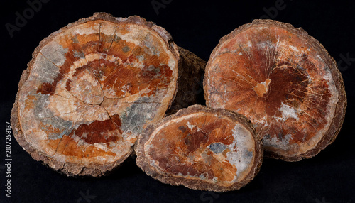Three cross-sections of petrified wood logs showing intricate circular rings and vibrant orange, brown, and grey mineralized patterns