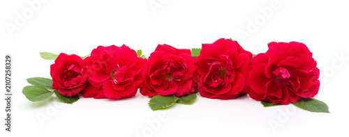 Row of bright red roses with green leaves.