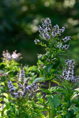 Blooming juicy fresh mint in the garden. Close up.