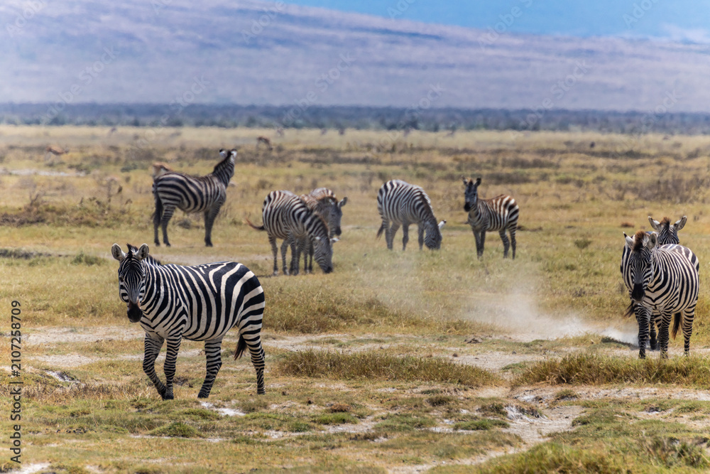 Obraz premium Arusha, Tanzania - 10 July 2026 - zebras in the Ngorongoro Crater