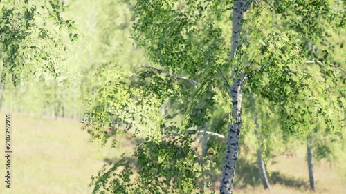 Tall trees with many green leaves fill the view of a sunny field. Grass grows below the trees. The scene shows a bright day with clear weather in summer.