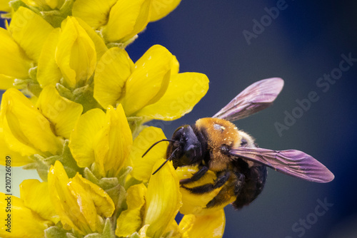 Foto bee on yellow flower