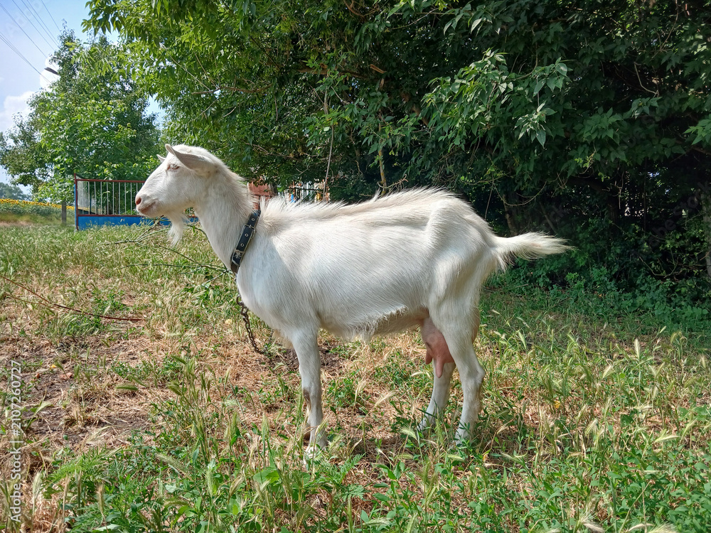Fototapeta premium Full body side view of a white domestic goat standing on green grass