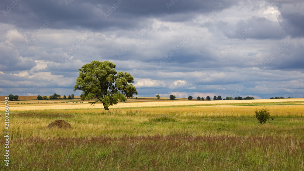 Fototapeta premium Lonely tree in the field