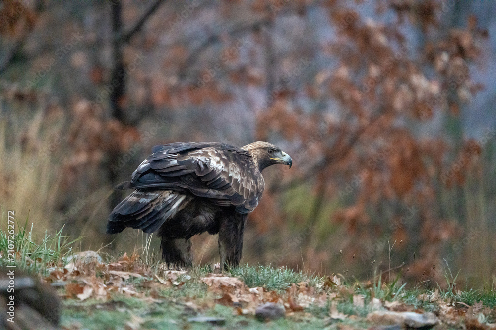 Fototapeta premium Golden eagle (Aquila chrysaetos) photographed in Spain