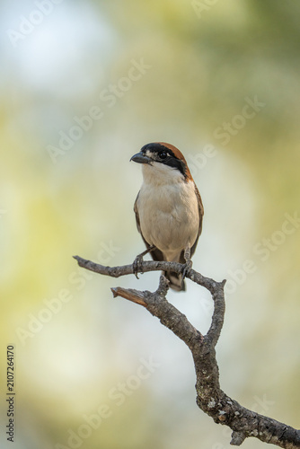 Quadro su tela Common Shrike (Lanius senator) photographed in Spain