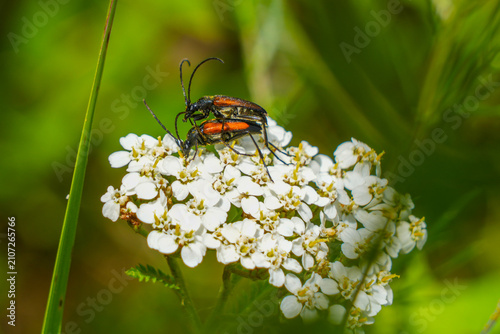 Foto Red longhorn beetles mating on white yarrow flowers in natural meadow macro wild
