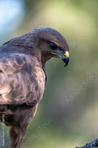 Fotografía Common buzzard (Buteo buteo) photographed in Spain