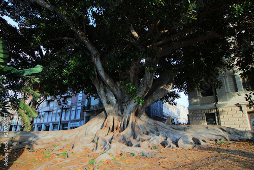 Ficus Macrophylla