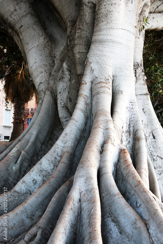 Ficus Macrophylla