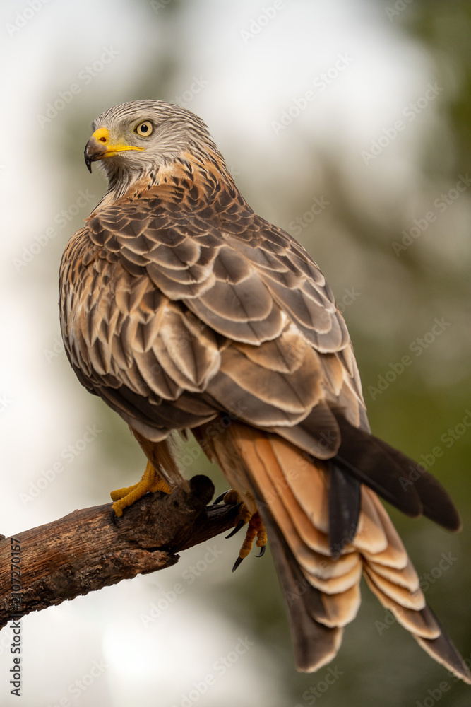 Fototapeta premium Red kite (Milvus milvus) photographed in Spain